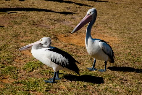 Pelicans, Kalbarri, WA