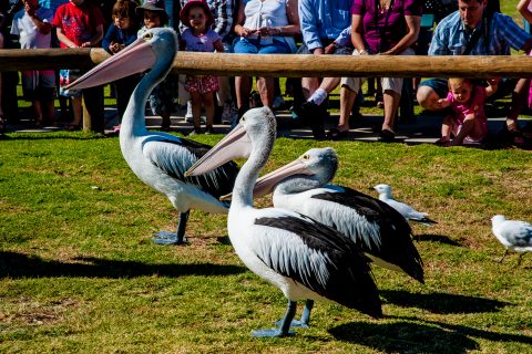 Pelicans feeding time, Kalbarri, WA