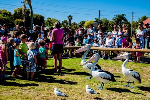 Pelicans feeding time, Kalbarri, WA