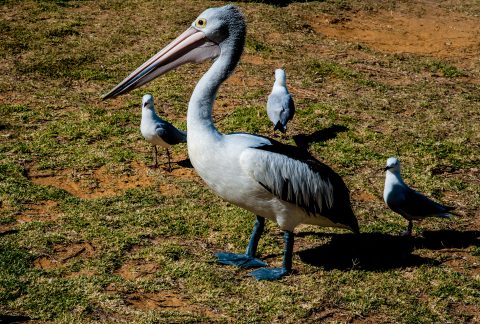 Pelican with silver gulls, Kalbarri, WA