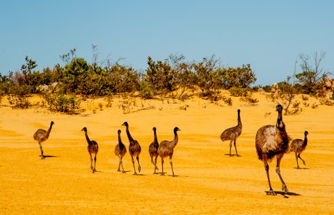 Emu family, Pinnacles Desert, Nambung  NP, Cervantes, WA