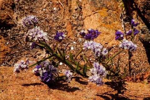 Statice flowers, Yallingup beach, near Margaret River, WA