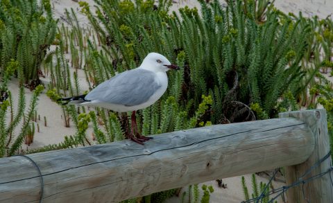 Silver backed gull, Hamelin Bay, WA
