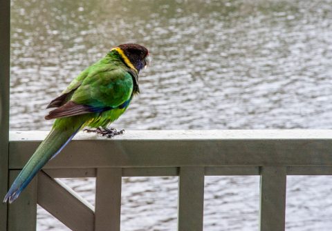 Green parrot, Karri Valley Resort, Pemberton WA
