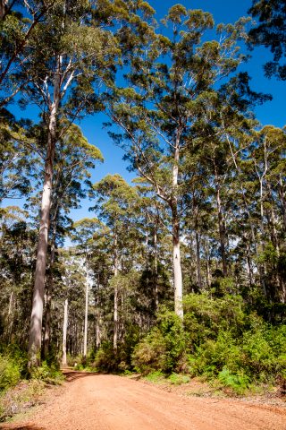 Karri Forest Explorer drive, Pemberton, WA