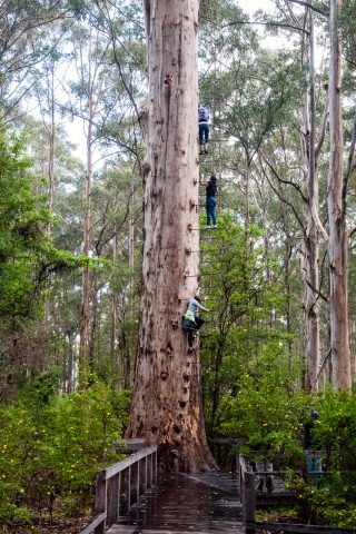 Climbing the Gloucester Tree - fire look tree - Karri Forest, Pe
