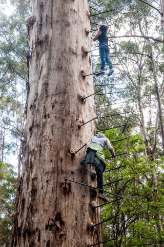 Climbing the Gloucester Tree - fire look tree - Karri Forest, Pe