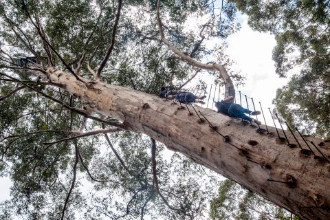 Climbing the Gloucester Tree - fire look tree - Karri Forest, Pe