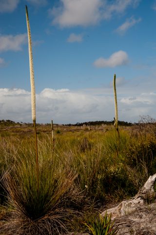 Grass trees (also known as blackboys), Pemberton, WA