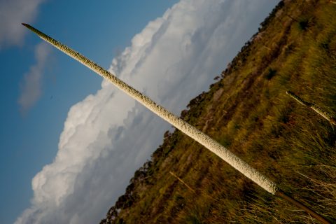 Grass trees (also known as blackboys), Pemberton, WA