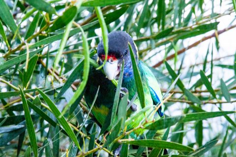 Green parrot, Karri Valley resort, Pemberton, WA