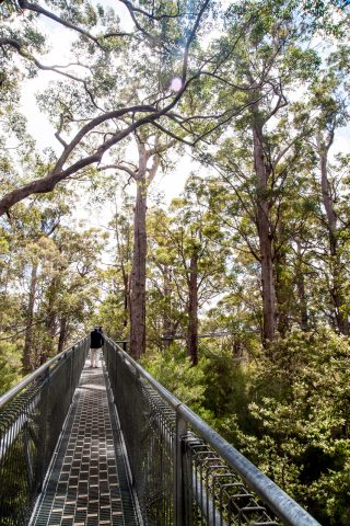Among the Red Tingle eucalpyts, Valley of the Giants, Nornalup,