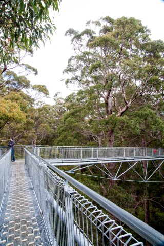 Among the Red Tingle eucalpyts, Valley of the Giants, Nornalup,