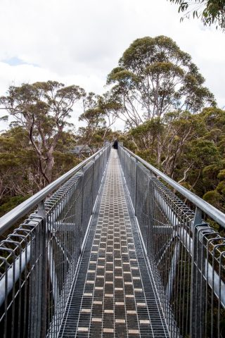 Among the Red Tingle eucalpyts, Valley of the Giants, Nornalup,