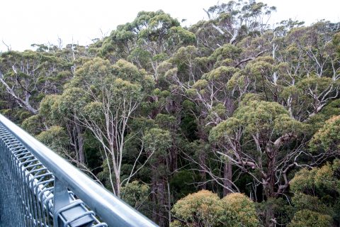 Among the Red Tingle eucalpyts, Valley of the Giants, Nornalup,