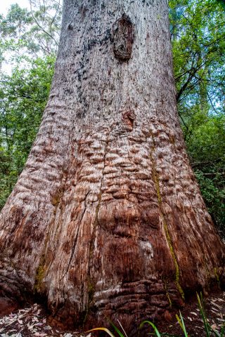 Red Tingle eucalpyts, Valley of the Giants, Nornalup, WA