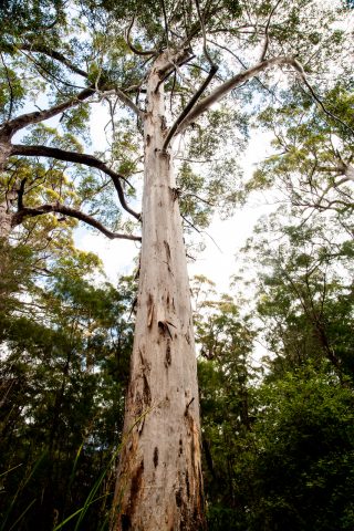 Karri eucalypt, Valley of the Giants, Nornalup, WA