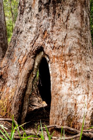 Red Tingle eucalpyt, Valley of the Giants, Nornalup, WA