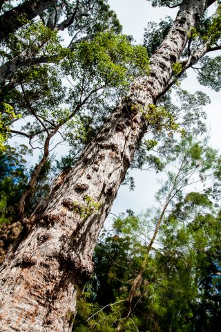 Karri eucalypt, Valley of the Giants, Nornalup, WA