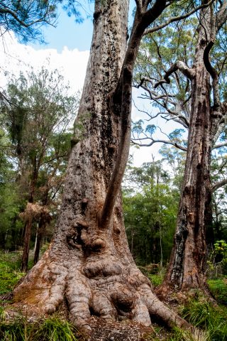 Red Tingle eucalpyt, Valley of the Giants, Nornalup, WA