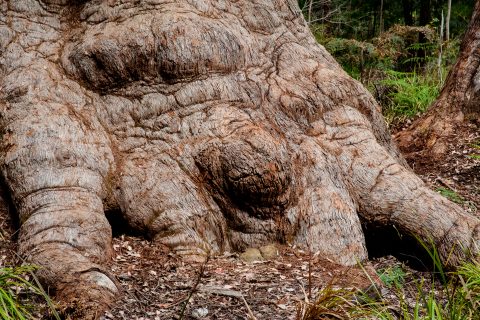 Red Tingle eucalpyt, Valley of the Giants, Nornalup, WA