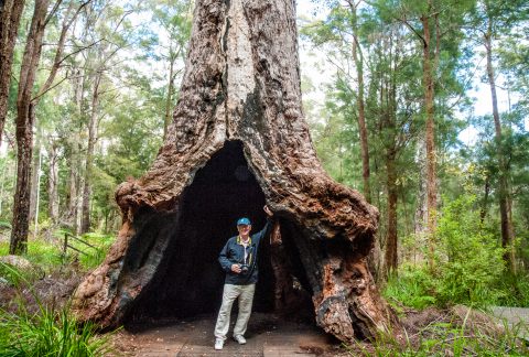 Red Tingle eucalpyt, Valley of the Giants, Nornalup, WA