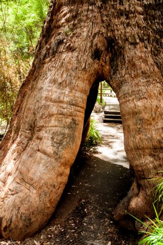 Red Tingle eucalpyt, Valley of the Giants, Nornalup, WA