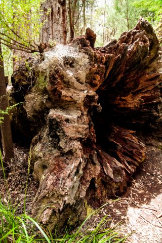 Red Tingle eucalpyt root, Valley of the Giants, Nornalup, WA
