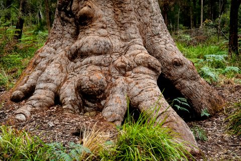 Red Tingle eucalpyt, Valley of the Giants, Nornalup, WA