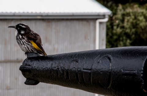 New Holland Honeyeater on Harpoon gun, whaling ship, Albany, WA