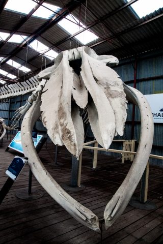 Pygmy Blue Whale skeleton, Whale World, Albany, WA