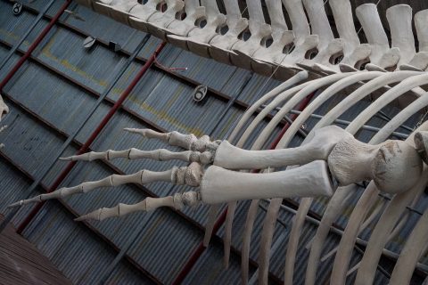 Pygmy Blue Whale skeleton, Whale World, Albany, WA