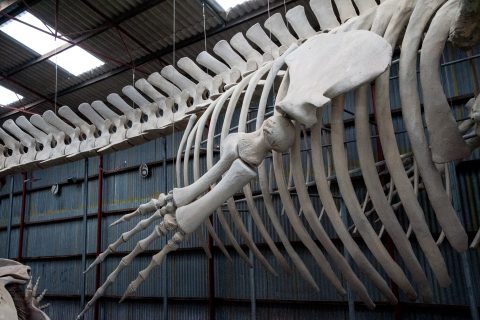 Pygmy Blue Whale skeleton, Whale World, Albany, WA