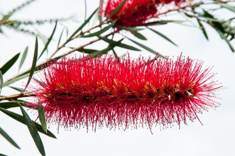 Bottle bush tree, Albany, WA