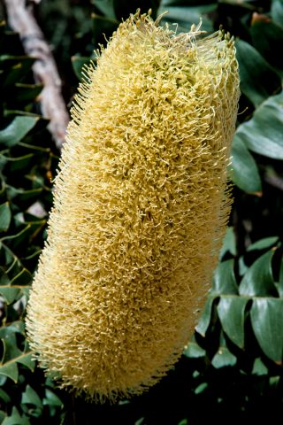 Bull banksia, Albany, WA
