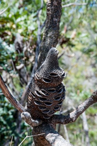 Bull banksia  seedcone, Albany, WA