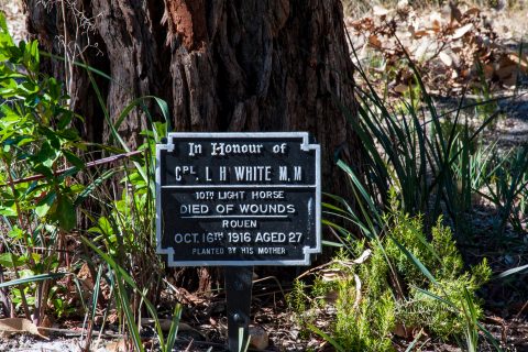 Tree dedicated to individual lost in war, Albany WA