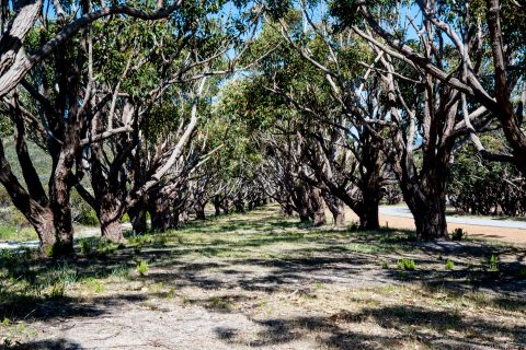 Avenue of trees dedicated to individuals lost in war, Albany WA