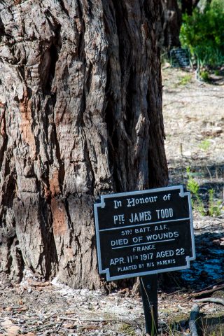 Tree dedicated to individual lost in war, Albany WA