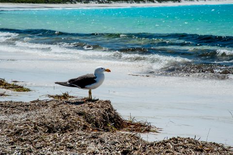 Pacific Gull, Lucky Bay, Esperance, WA