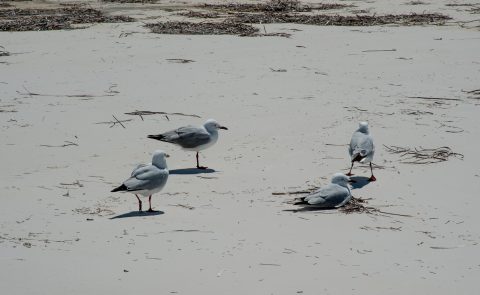 Silver gulls, Lucky Bay, Esperance, WA