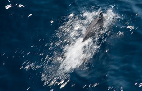 Common dolphin, off Esperance, WA