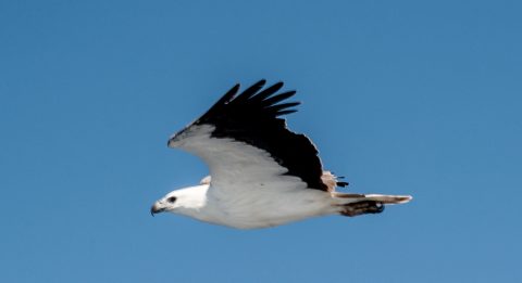 White bellied sea eagle, off Esperance, WA