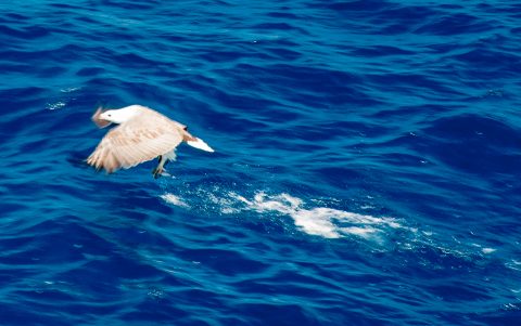 White bellied sea eagle with fish, off Esperance, WA