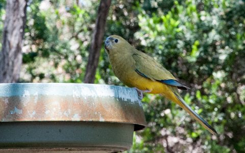 Rock parrot, Woody Island, Espernce, WA