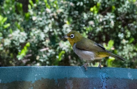 Silver eye finch, Woody Island, Esperance, WA