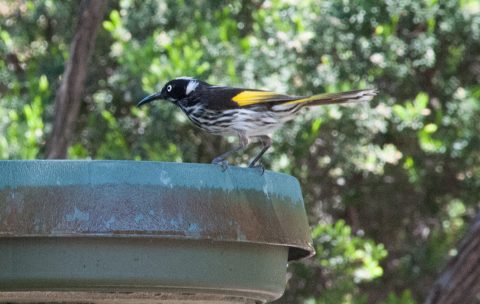 New Holland Honeyeaters, Woody Island, Esperance WA