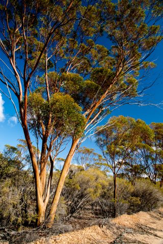 Eucalyptus, Hyden WA