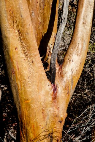 Eucalyptus, Hyden WA