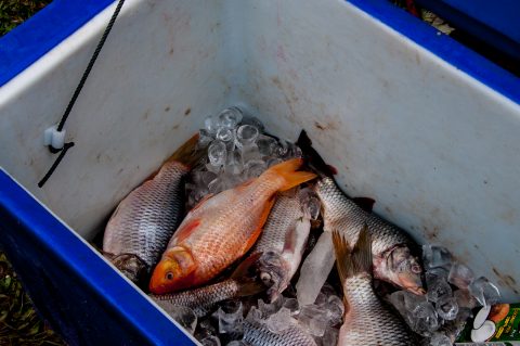 Market stall, Lanten village, Laos